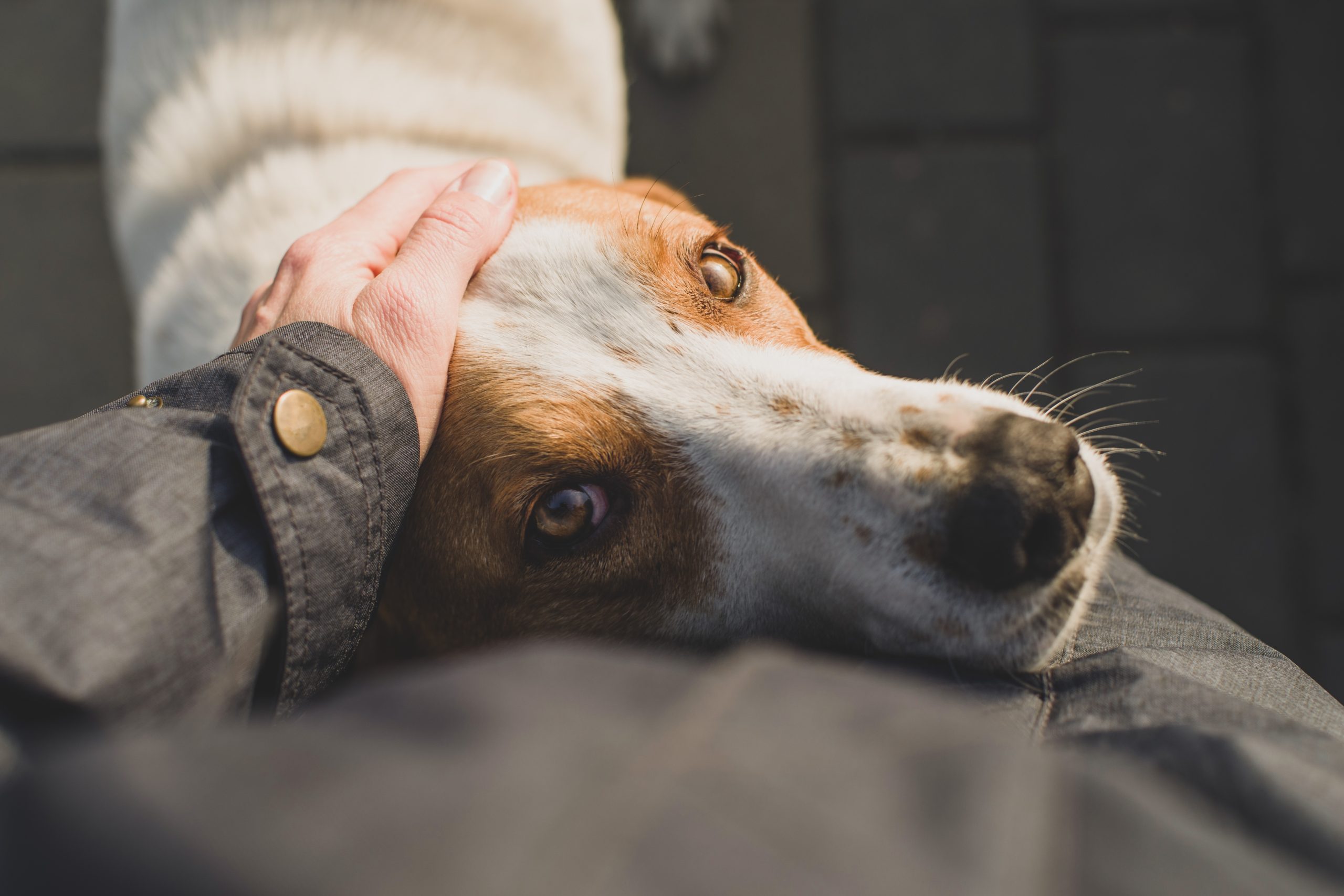 Sad dog looking up at owner