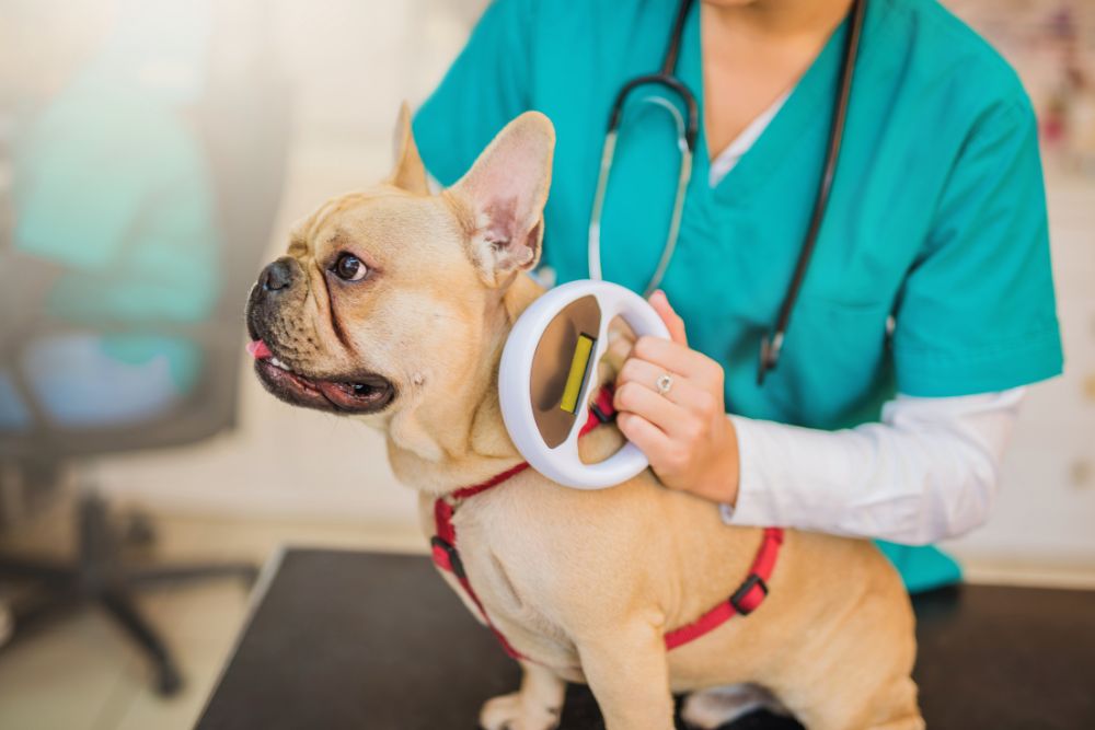 importance of microchipping your pet