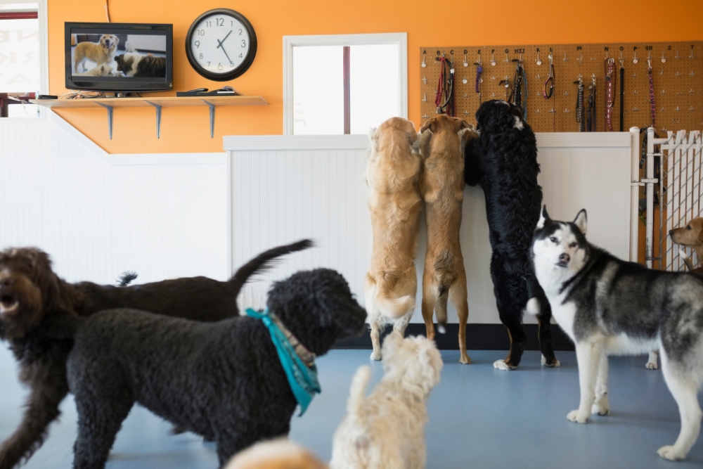 behind the scenes of doggy daycare