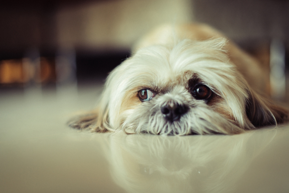 signs your dog needs more than a walk