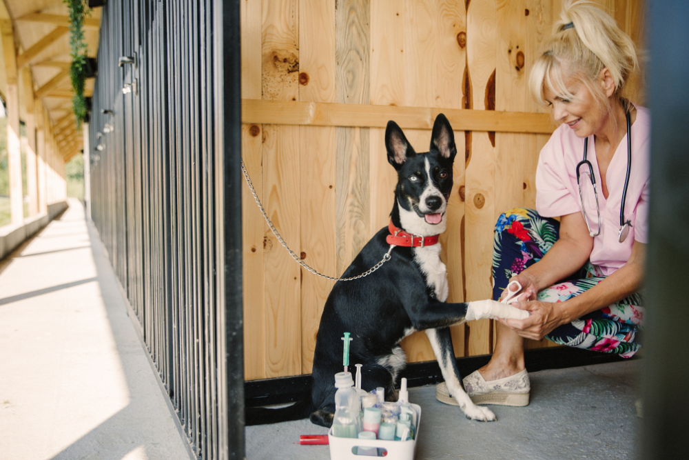 do dogs get stressed during boarding